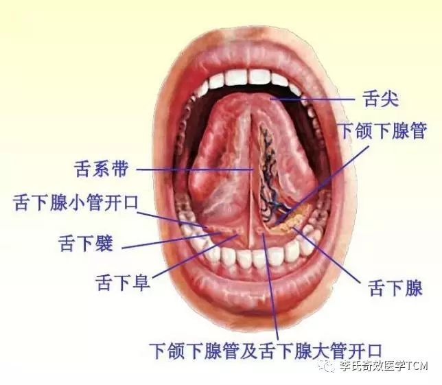 第二课 《奇效舌诊》反射区与正常舌