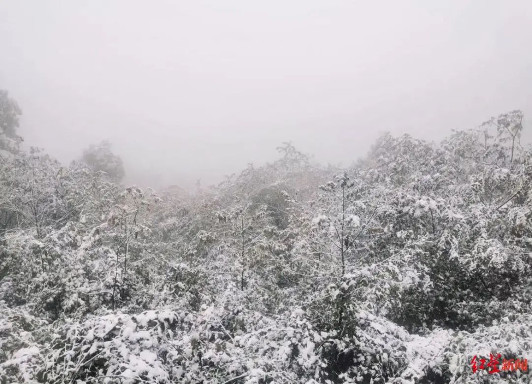 除了蒲虹路,都江堰赵公山,城区部分地区也迎来