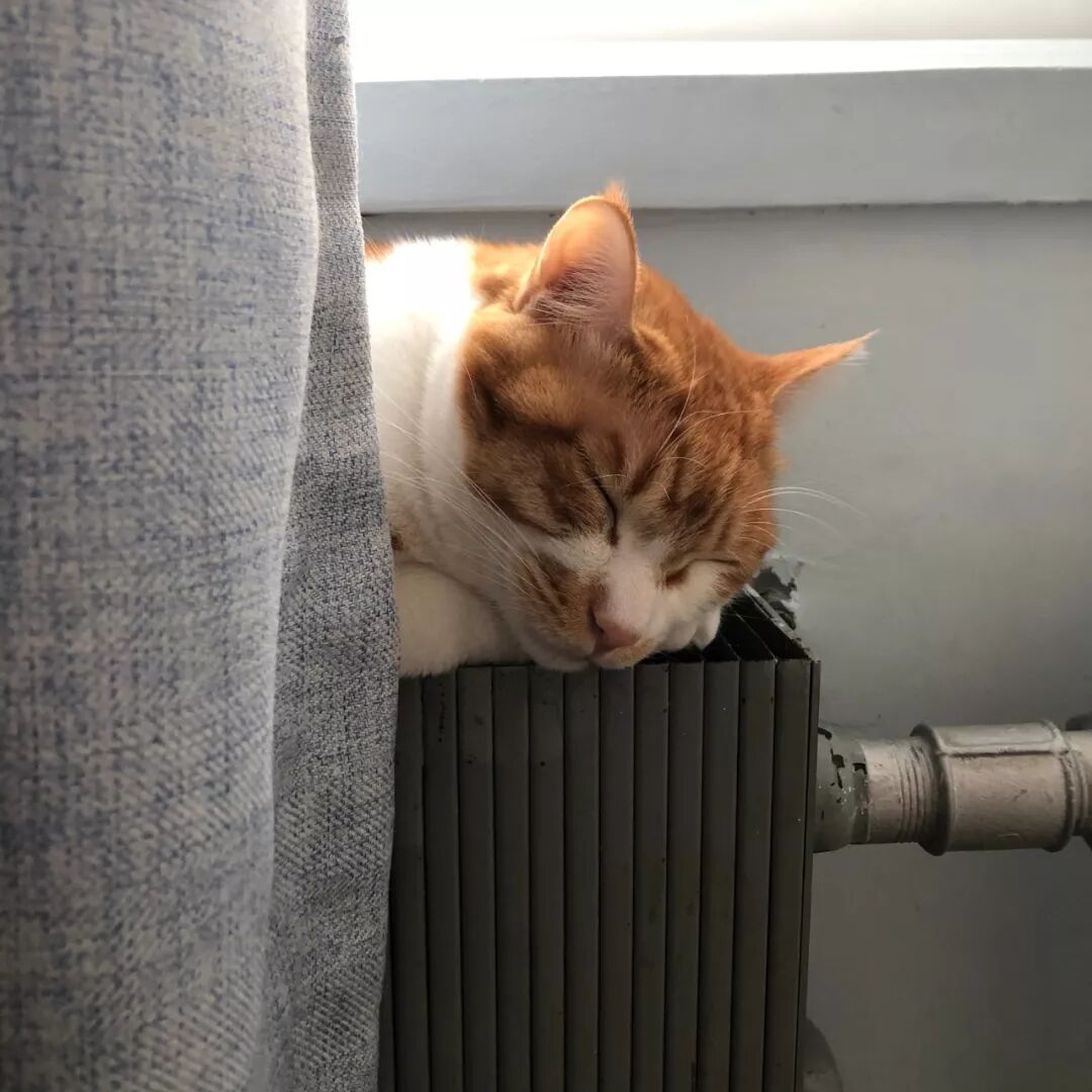 华元宠物南方猫来到北方之后竟因贪恋暖气而被举报为渣猫
