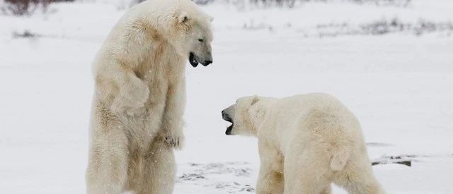 北极熊抱着哈士奇不放手，错认成自己失散多年的“兄弟”？