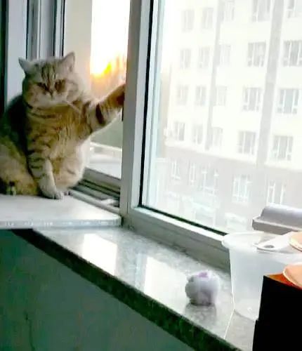 大猫咪蹲在窗台上摆姿势，半天一动也不动，走近一看当场笑翻!