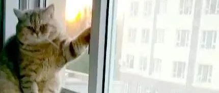 大猫咪蹲在窗台上摆姿势，半天一动也不动，走近一看当场笑翻！