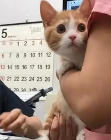 小橘猫打疫苗，医生一出手，猫咪疼的哇哇叫，猫咪：要猫命了!