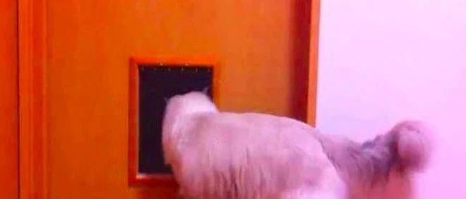 在门上做了一个猫洞，以为猫主子会感动，结果却还是被嫌弃！