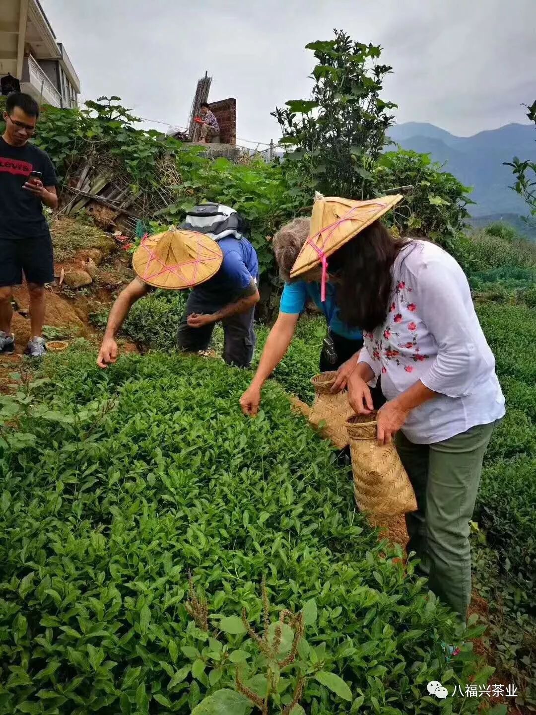 记者在安溪龙涓,虎邱等茶叶产区看到,市场上车水马龙,来自各地的茶商