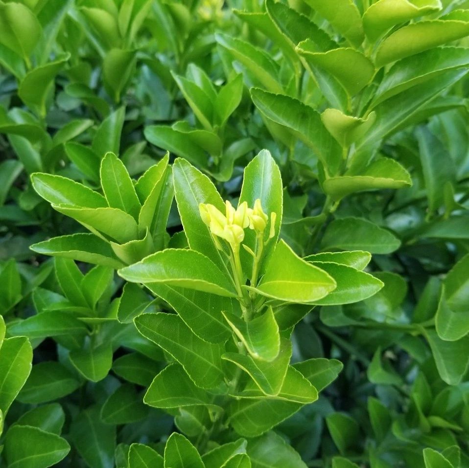 秋梢老熟较早及时喷药控冬梢 晚秋梢 以免影响花芽分化 柑橘之友 微信公众号文章阅读 Wemp