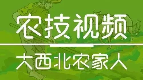 农村种植露地秋延花椰菜优产农技