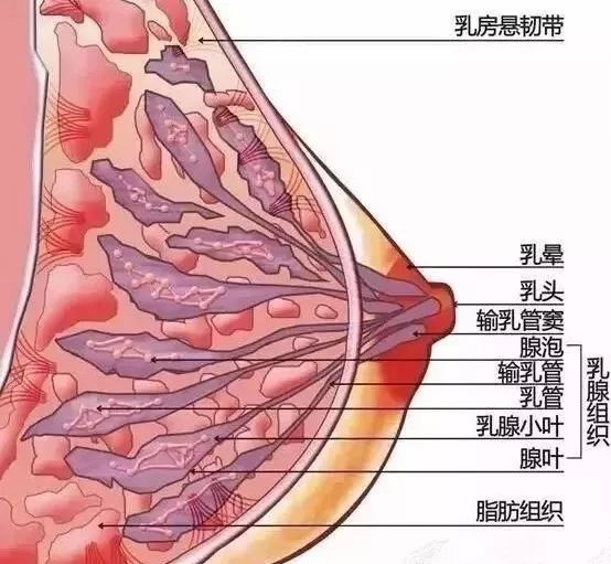 患了乳腺增生,最突出的感觉就是乳房胀痛,大多数患者具有周期性疼痛