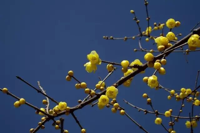 腊梅花