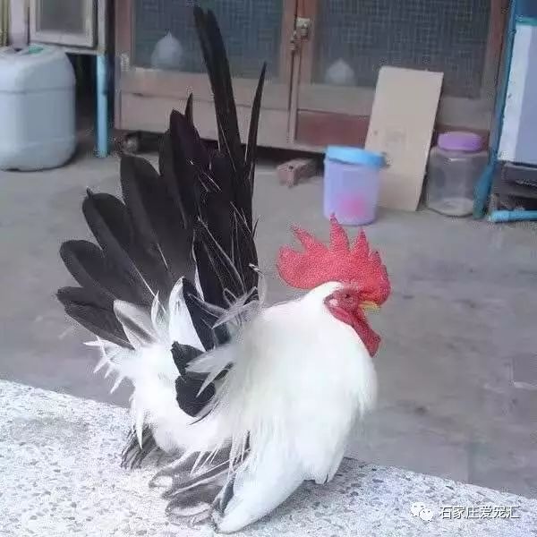 作为世界著名的观赏鸡品种,它们的故乡还经常举办塞拉玛鸡舞蹈大赛