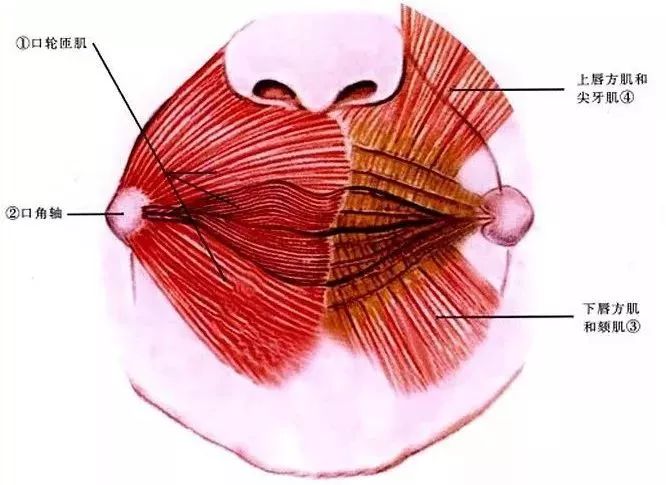 【整外干货】唇与口角相关解剖
