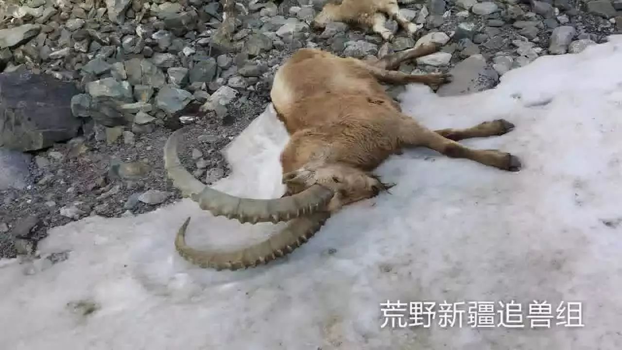 死亡的北山羊