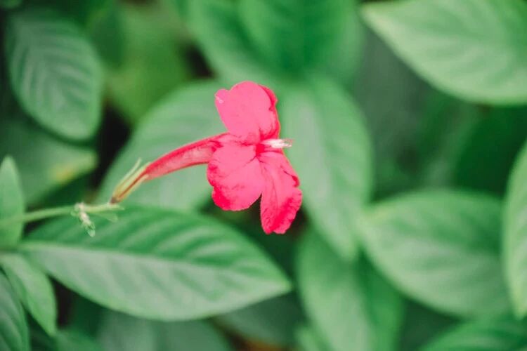 周杰伦《菊花台》经典怀旧好歌