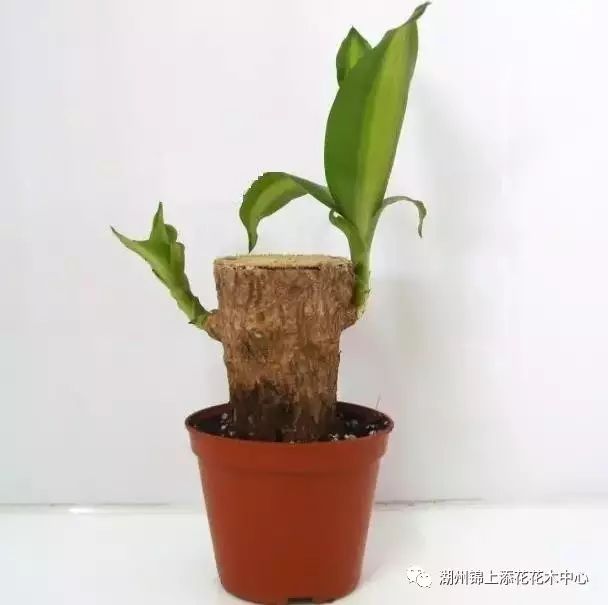 如何养好巴西木,5分钟教会你全部