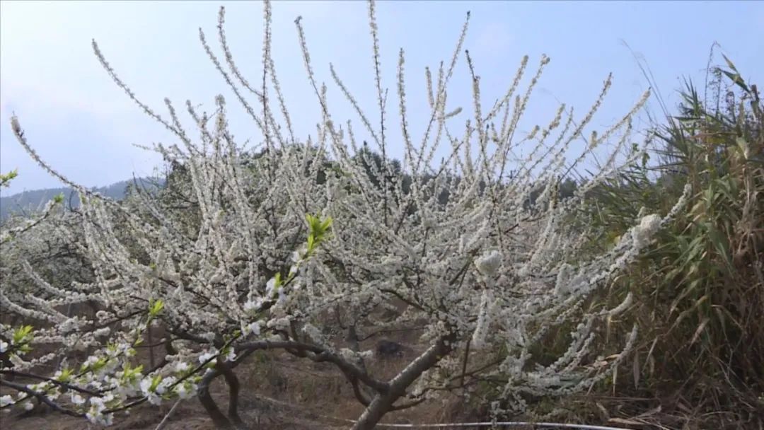 白色的花朵铺满山头,麒麟李花竞相开放,封开县渔涝镇麒麟山上的近日