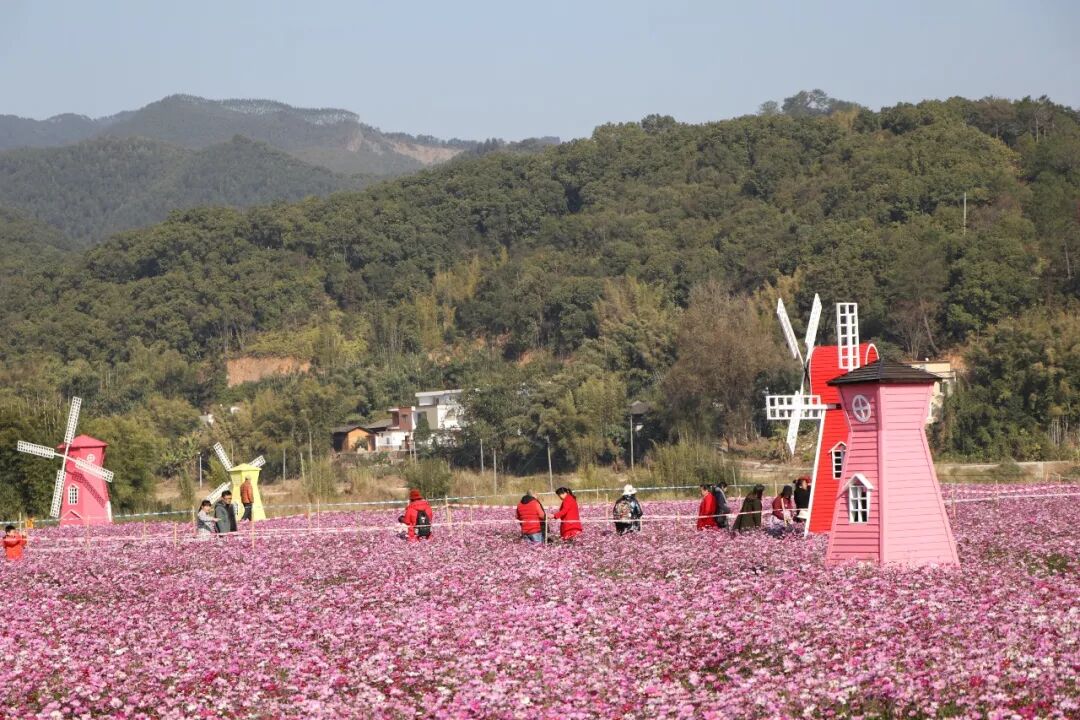 元旦假期封开乡村旅游红红火火网红景点吸引游客纷纷打卡