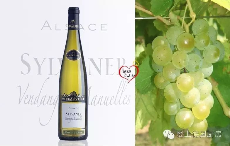 pinot blanc 白皮诺