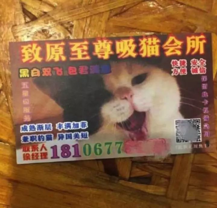 吸猫青年 | 我们一起学猫叫