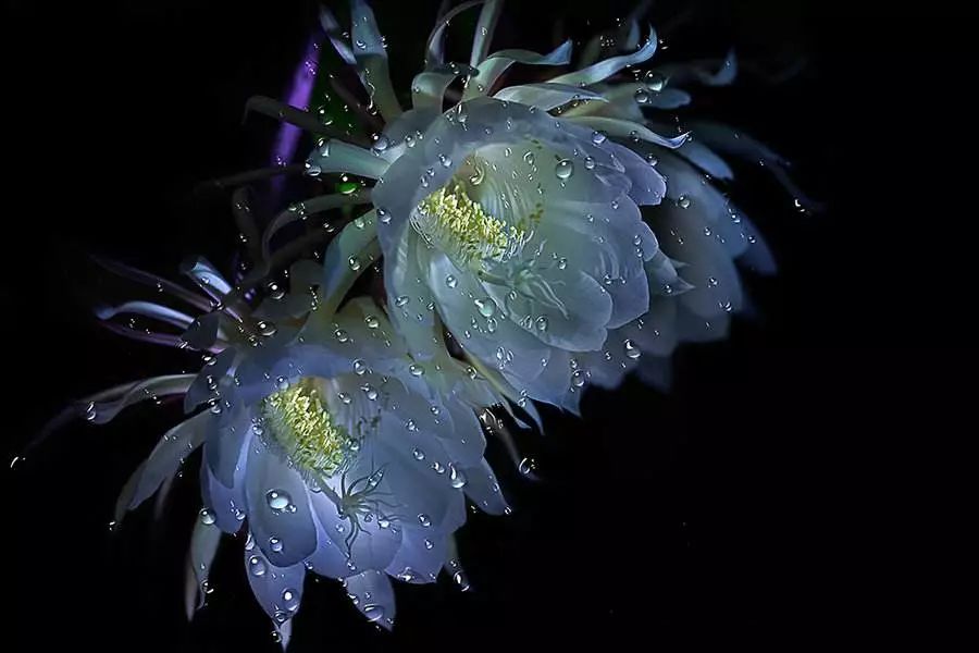 只在瞬间开放的昙花,你见过吗?