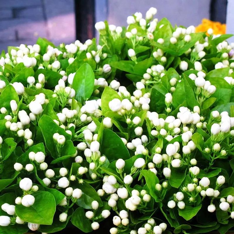 24种花香扑鼻的植物，随便养几盆都能满屋飘香!