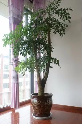 新的一年，客廳盆栽植物沒這幾種怎麼行！ 家居 第8張