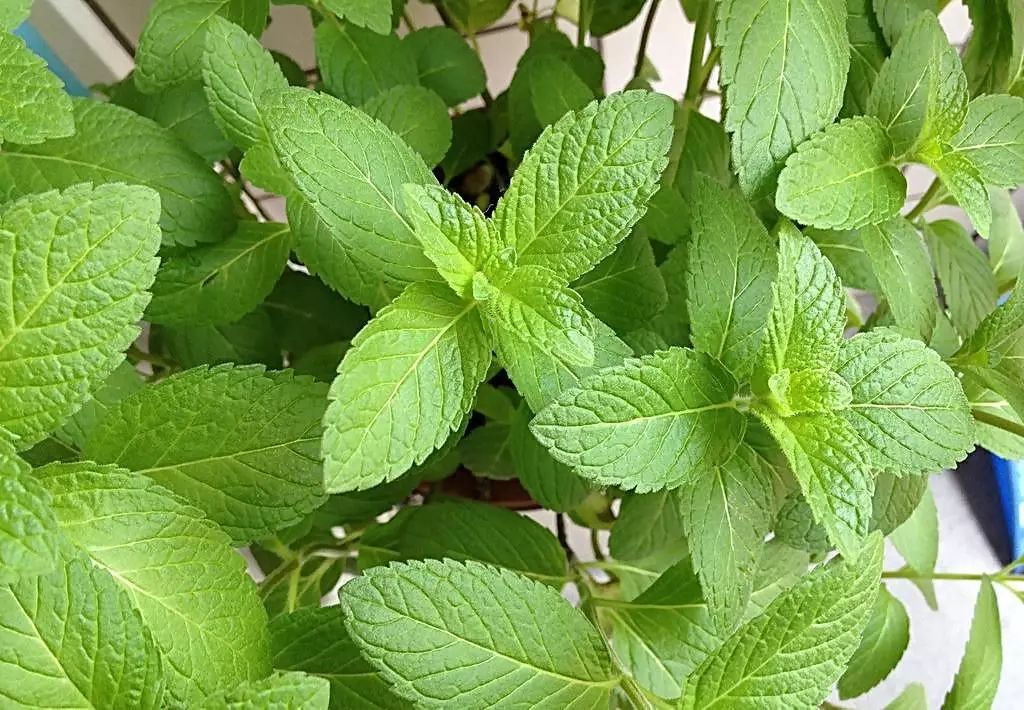 這幾種花不怕澆的水多了，怎麼澆都不怕 家居 第2張