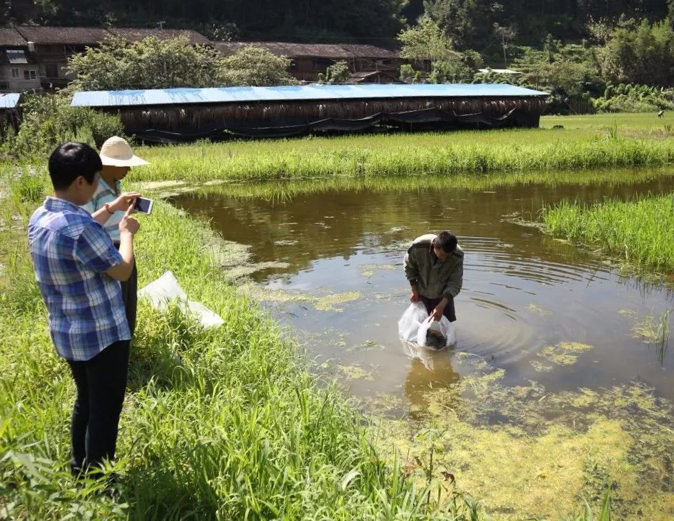 镇余塘村12户农户,农业局水产技术员高文轩现场指导农户鱼苗投放细节