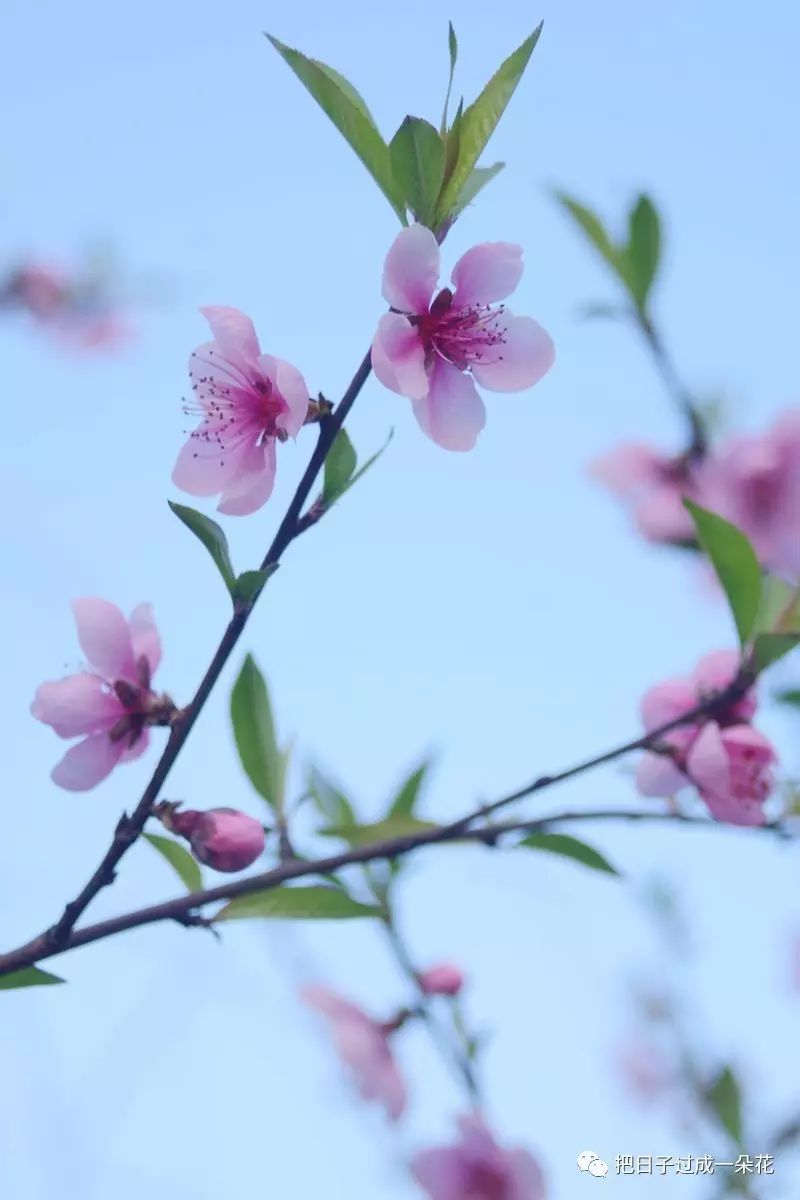 竹外桃花三两枝