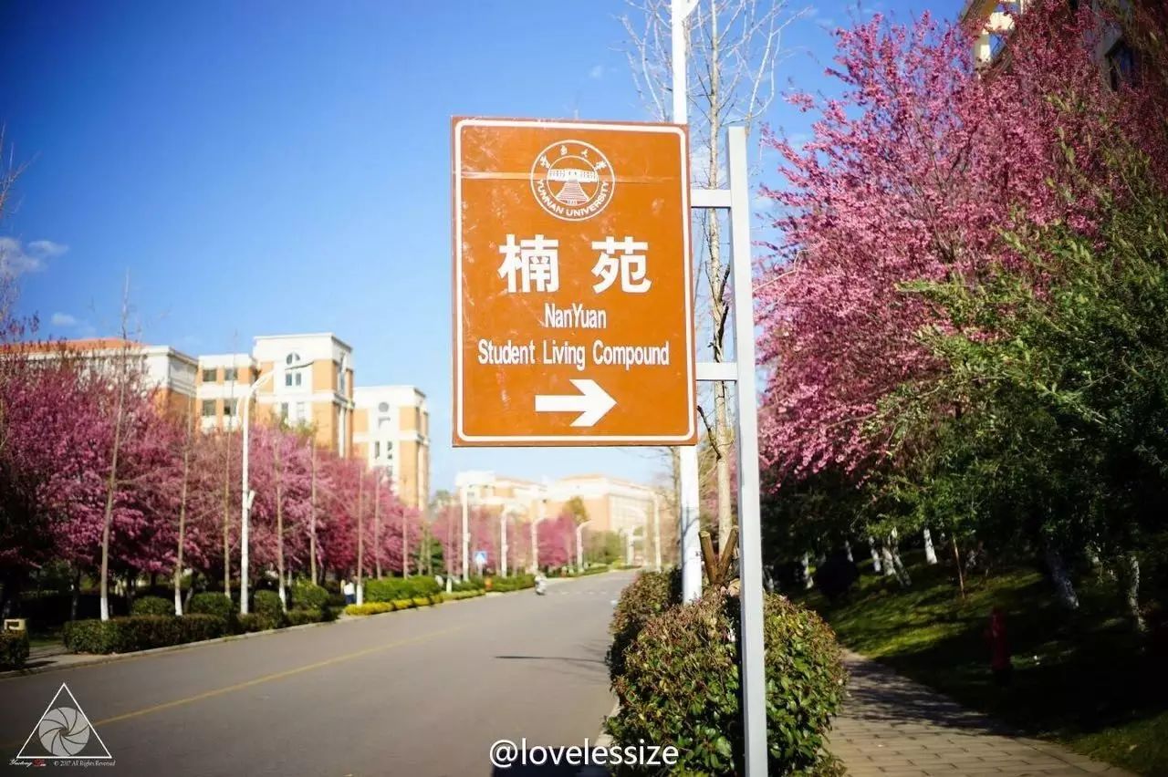呈贡的这个地方的樱花美极了