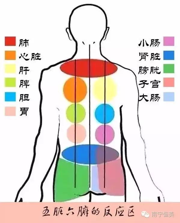 五脏六腑在背部的反应区