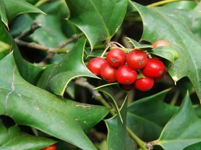 冬季也绚烂 | 与镇海野生植物共舞