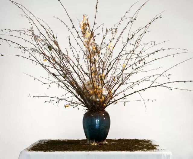 烟草花简笔画步骤_笔画烟草简花图片_烟草花简笔画