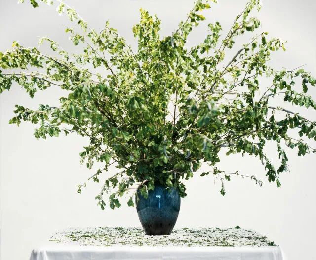 烟草花简笔画_笔画烟草简花图片_烟草花简笔画步骤