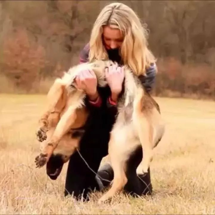 美女训犬师德国牧羊犬布兰妮的技巧