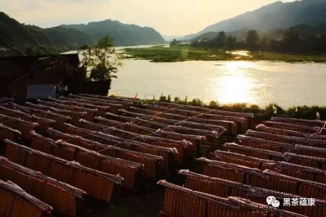 【华莱】【视频】CCTV7农广天地 安化黑茶加工工艺