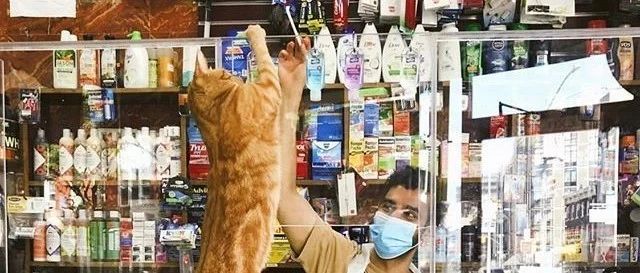 【冷兔趣闻】猫 猫 售 货 员