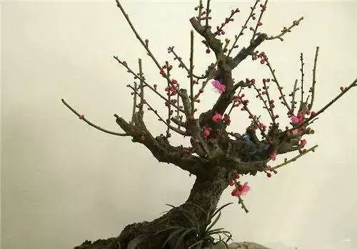 厉害,用老桃树作砧木,可以快速培育出大型梅花盆景