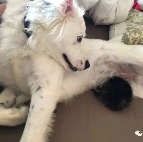 狗狗异常脱毛 可能是这些原因导致 麦道资讯社 微信公众号文章阅读 Wemp