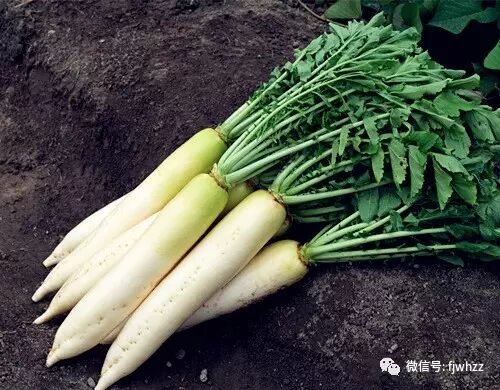 冬天不由自主重口味，12种素食帮你刮油排毒