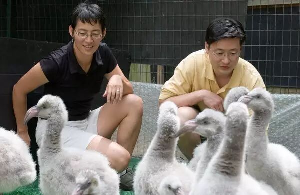 丽娜·汀和张杨辉，以及火烈鸟幼崽