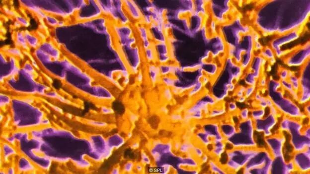 费洛蒙密码：靠催情气味就能找到真爱？