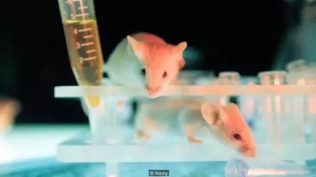 费洛蒙密码：靠催情气味就能找到真爱？