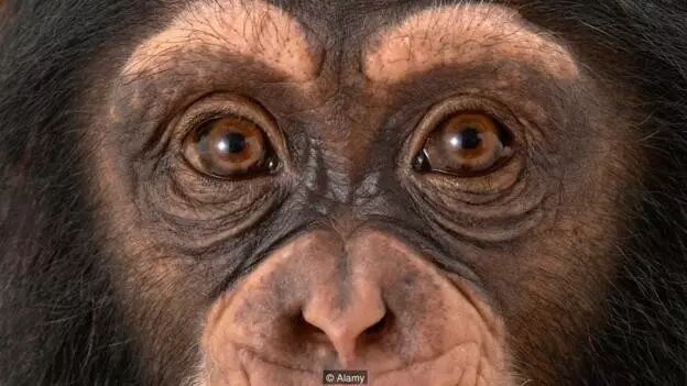 费洛蒙密码：靠催情气味就能找到真爱？