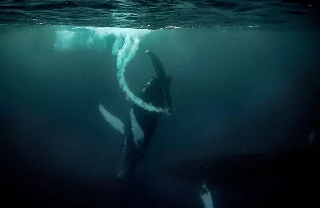 &nbsp;座头鲸用尾鳍击打出了一串泡泡。摄影：乔迪·弗莱迪安妮