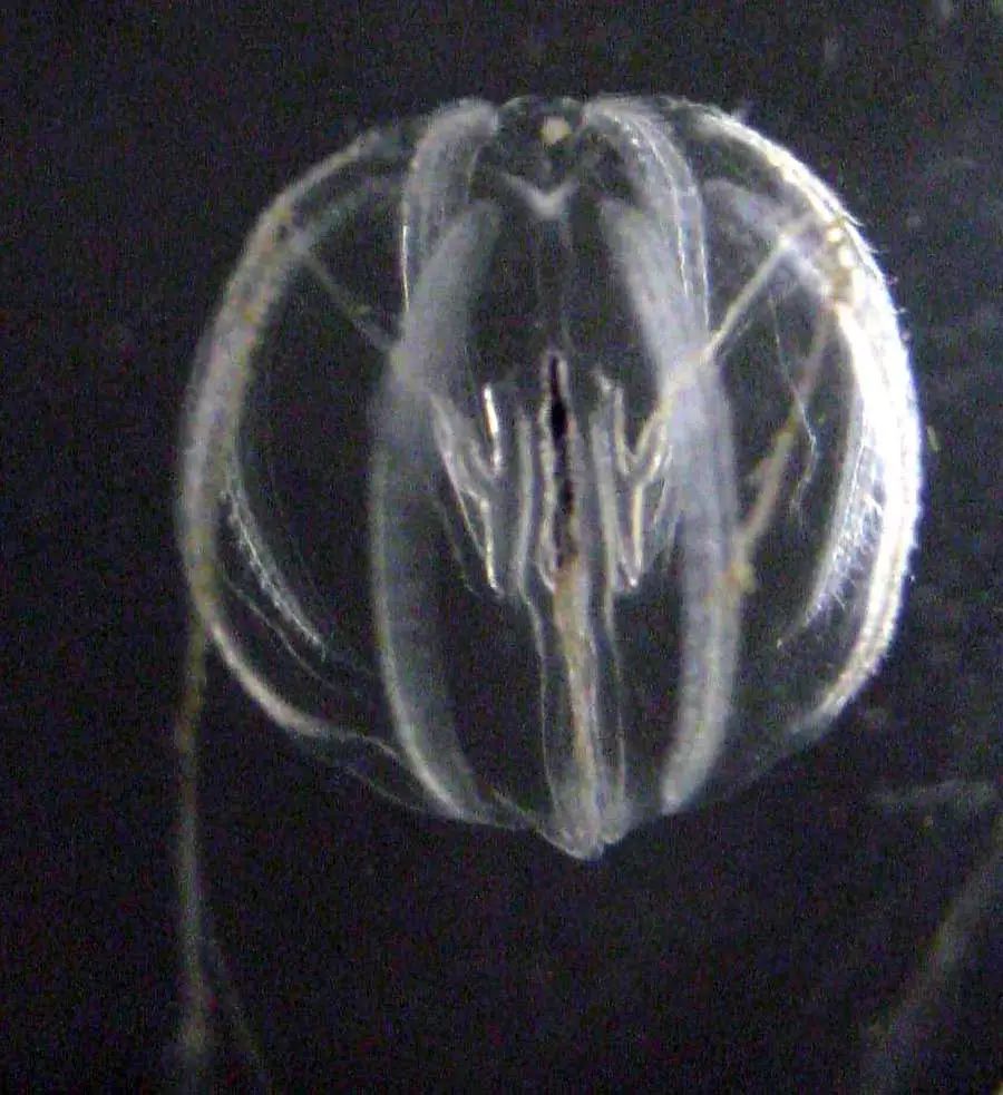 太平洋侧腕水母(pleurobrachia bachei),图源:维基