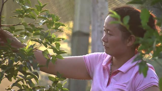 致富经养殖视频_致富养殖_致富经水蚯蚓养殖视频