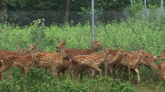 农业节目致富经养牛视频_致富经养牛视频_致富养牛创业视频