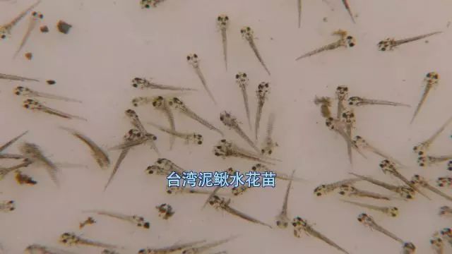 致富养殖泥鳅怎么样_致富养殖泥鳅图片_致富经泥鳅养殖