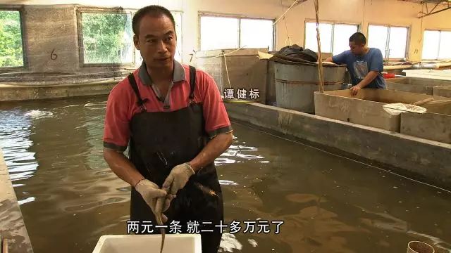 致富养殖泥鳅图片_致富经泥鳅养殖_致富养殖泥鳅怎么样