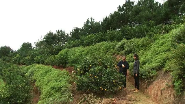 致富经养鸡_致富新项目养鸡_致富养鸡视频